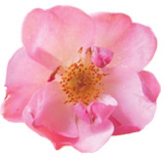 Eau de rose de Damas 200 ml