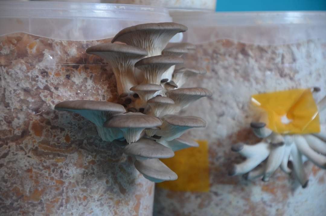 Kit de culture de champignons (livré gratuitement) en PROMO 🌟⭐✨ reste 1 kit en stock !!!