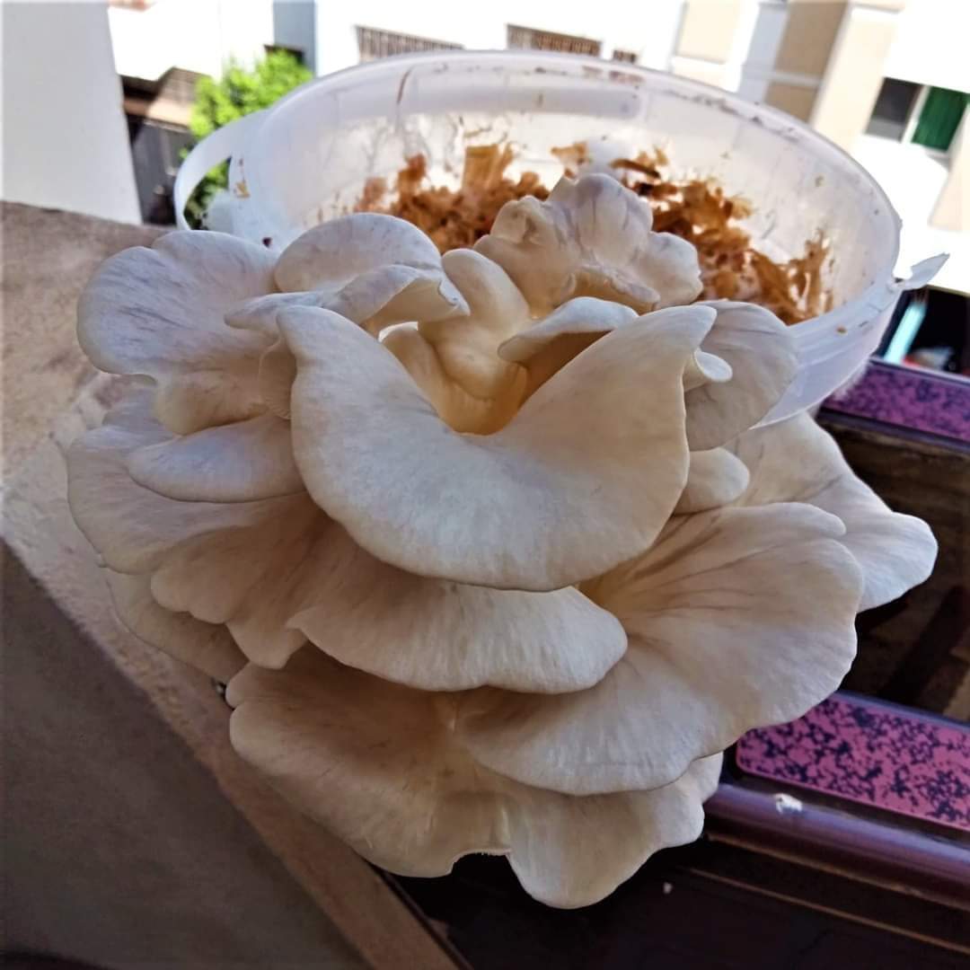 Kit de culture de champignons (livré gratuitement) en PROMO 🌟⭐✨ reste 1 kit en stock !!!