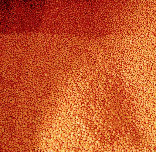 Lentilles corail Bio cultivé au Maroc entière 500 g