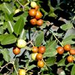 Jujube Honey (sidr) 250g