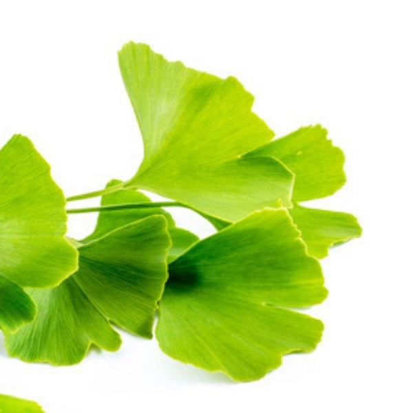Ginkgo Biloba en poudre 50g