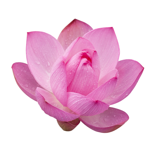 Poudre de Lotus Sacré – Beauté & Harmonie par l’Ayurvéda